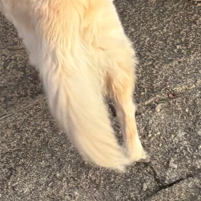 cheesethecat9's profile picture. 