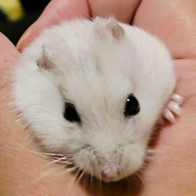 kindworks883's profile picture. ゲーム、アニメ系アカウント #FGO / #崩壊スターレイル / #原神 / #Shadowverse / #APEXLegends / #VALORANT / #DeltaForce etc...