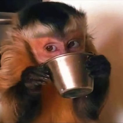 TacticalKuffar's profile picture. Against anti-Bharat Forces | RTs ≠ endorsements