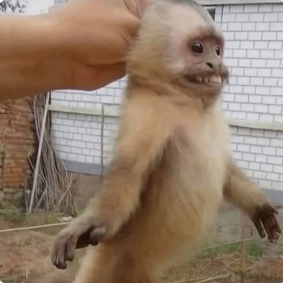 japecinhagt's profile picture. 