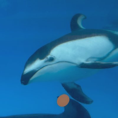 nemukichi_0411's profile picture. イルカです。絵を描きます