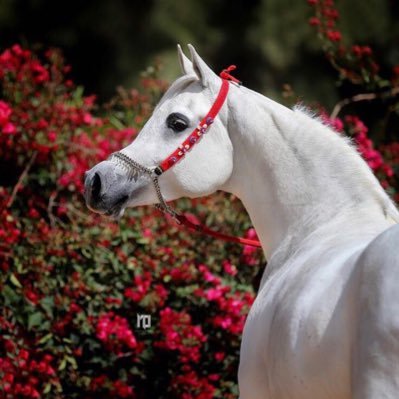 oldisgolds's profile picture. "اعمل لدنياك كأنك تعيش أبداً، واعمل لآخرتك كأنك تموت غداً"