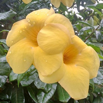 bubblesweet6696's profile picture. Akun ke dua ku yang @bubblesweet16  lupa sandi 🥲