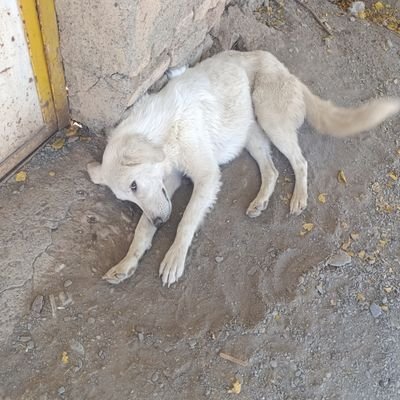 Vignesh60076817's profile picture. 