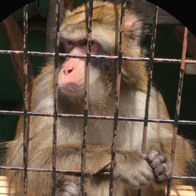 saruno1ban's profile picture. メンタルリポストばかりするリスナーは嫌いです。