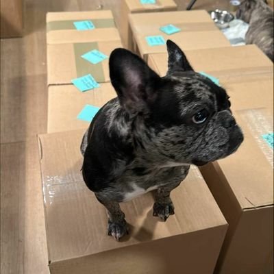 poojasanejane's profile picture. let's smoke dude
business whatsapp 

+18507241880

shipping💯