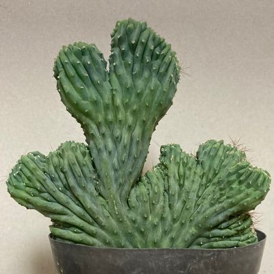 ryo2kanchiki's profile picture. 