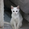 nan240304's profile picture. Cat cat cat