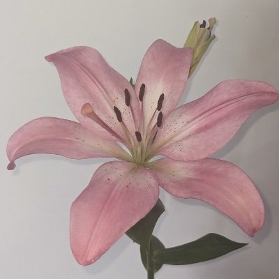 pinkucupcake's profile picture. ig : paintedlilacy ✩