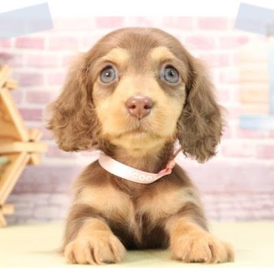 mocamocamocapi's profile picture. モカ💕ミニチュアダックス🐕️チョコタン🍫☕🎂2023年11月28日生まれ🎂女の子👙無言フォローごめんなさい😍もうすぐ２歳🎵