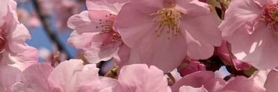 nz_we4's profile picture. 