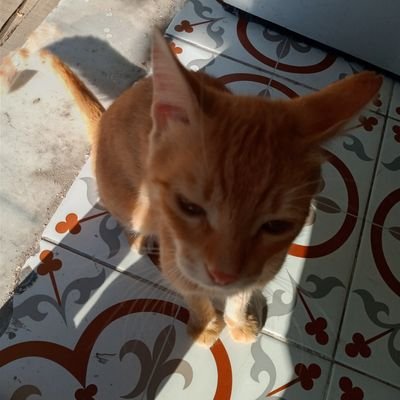 Calvinn6999's profile picture. Stray cats in Istanbul