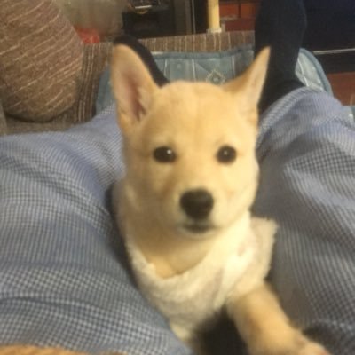 ver2229581's profile picture. 本垢凍結、日本保守党NO1＊955＊.保守派の自民、保護犬、B'z.キングダム、旅行好き、大谷翔平、フォロバ命、竹島は日本固有の領土、DM❌、犬猫殺処分ゼロ、特亜三国大嫌い、🇵🇭好き