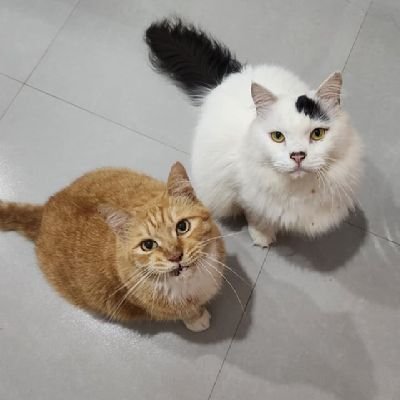 Mozza_Kowen's profile picture. Duo Jantan.

Persia Medium & Domestik.