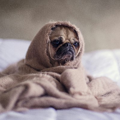 LeahBenTzur's profile picture. Truth-teller. Proud Zionist & lover of America. Pug mama. Writing on Israel, MENA, and the bonds that keep democracies strong. Optimist, still.