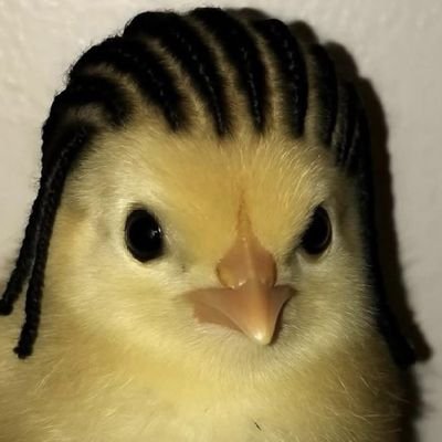 MemeDistrictXX's profile picture. I post memes daily