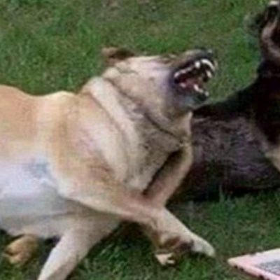 selma_marina's profile picture. não prometo coerência