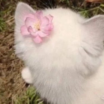 luio_l's profile picture. دكتوره الا سنه ونص