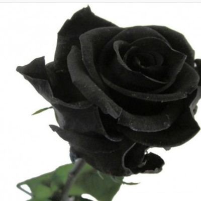 KhashmanA1263's profile picture. Ł