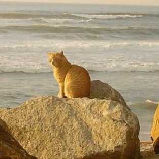 adityabhanugarg's profile picture. bhanooo