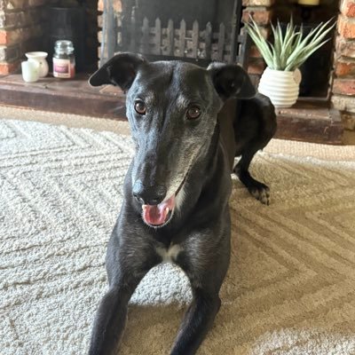 billybrennan247's profile picture. Chelsea Fc...