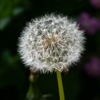 Serene🌸🦩 (@msblusweetpea) 's Twitter Profile