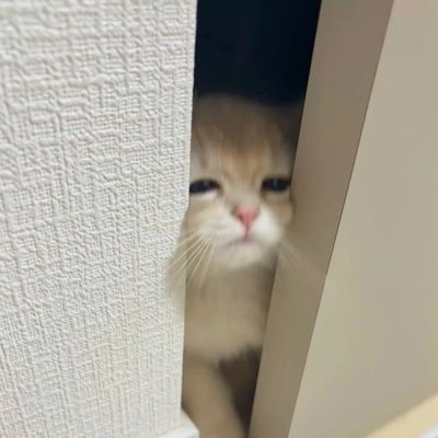 vndefinedd's profile picture. tukang tipu