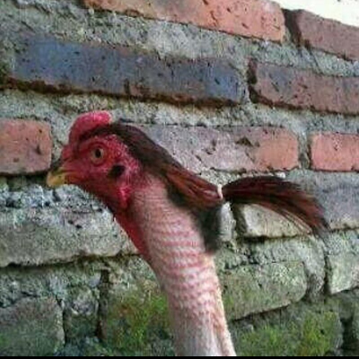 dua54655's profile picture. 