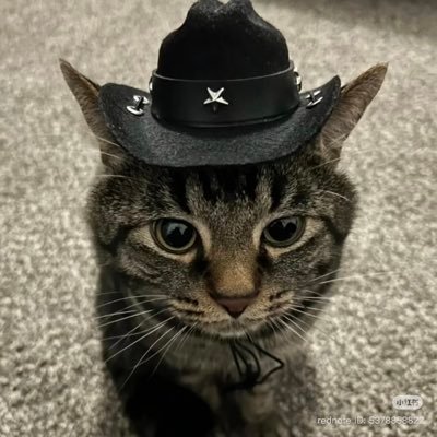 Pupp1_vcv's profile picture. 祝你天天开心