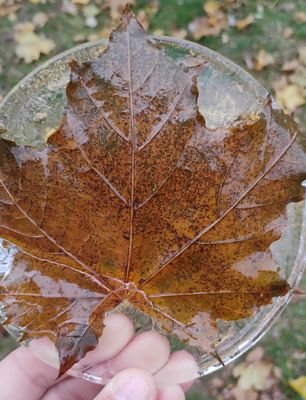 Raterella's profile picture. YA facts!