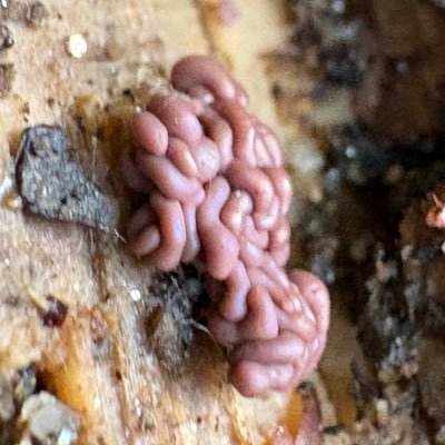 Ceratiomyxa_42's profile picture. ITF.25 biol / やどけん 副会長 /変形菌の人 菌類・水草