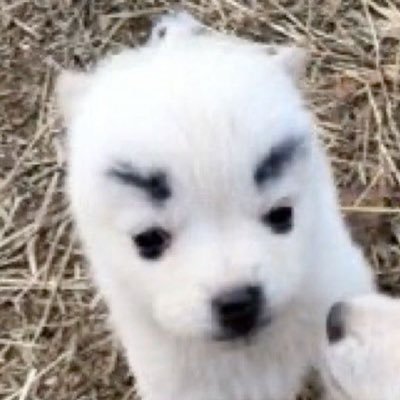 Shiz_un's profile picture. 장발쾌남학쾌론/스포o