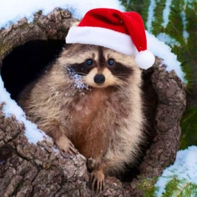 Scrapz07's profile picture. 3’6 49lb Powerhouse. 💯🧱🏠