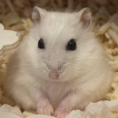 gomluvdol's profile picture. 햄스터 파이터란 직업이 넘 멋진듯..
저 작은 주먹으로 제패하고 다닌다는 거잖아..