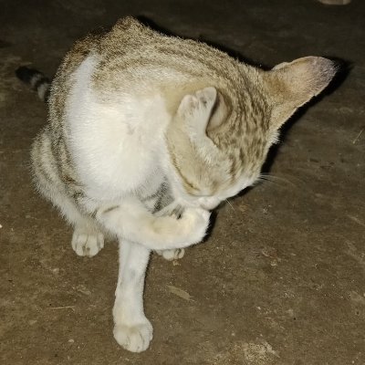 AqsaLela's profile picture. Fat Lover