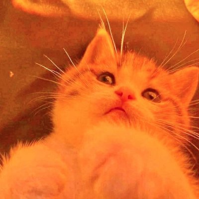 leapingstars1's profile picture. 𓏵    DID sys (?)    /  ⋆  he  ⋆   /     6teen  !     /     
 𓏵   afroamerican    !     /     basic dni  𓏵 #wctwt #sonictwt