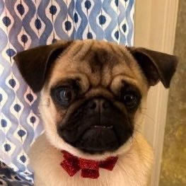 henrydoesthing's profile picture. I am a menace to humanity