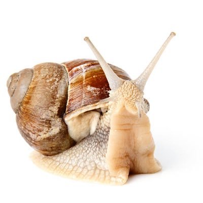 SQUIRTBELCHING's profile picture. fat chud. 62 year old coal miner⛏️ I’m coming over to your country to fuck your women. i am first and biggest-account on instaram🐏📸 @storm_sero 6/1/98’🪽