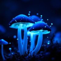 MandelaMushroom 🇨🇦🏳️‍🌈 NEVER VOTE CONSERVATIVE (@speakup407) 's Twitter Profile Photo