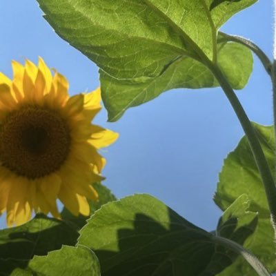 nicokellly's profile picture. nature lover