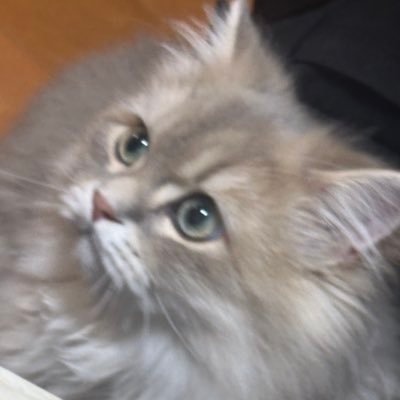 maotaco_asa's profile picture. SFC23 環 ┈┈┈┈┈┈┈┈┈┈ 服とハムスターが好きです