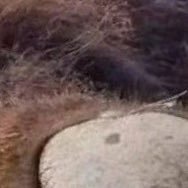 kkansouu's profile picture. 