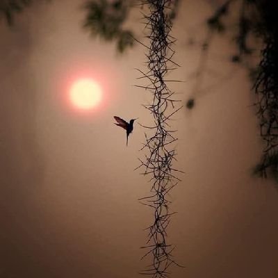 AleenaKhan38240's profile picture. Chemist🧪 ⚗️