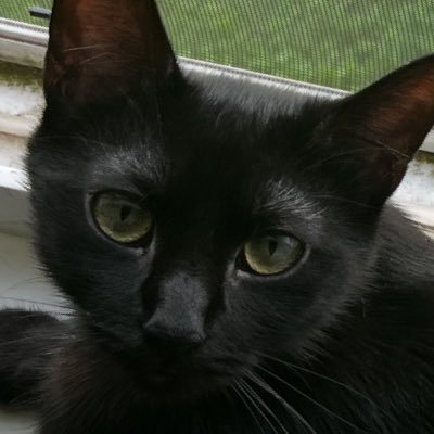 baconLuvsCod's profile picture. 20 #onlinewarrior