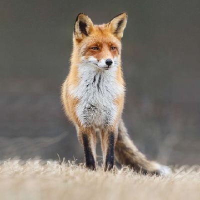 Amsal001's profile picture. #Balewite#Comrade #Agronomist🌱🌾🌿#animal scientist🐓🐏🐂#August #senator#ATBU #yaron umma#babyn baby💚