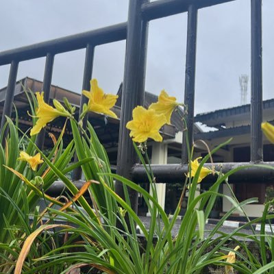 Toleen_qam's profile picture. #Molecular and #Cellular_Biology | at @UOfjeddah | Interested in genetics, genetic disorders 🧬and medical research🔬 | IELTS certified