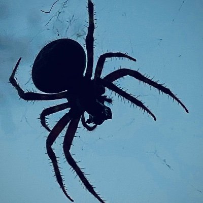 HankBowman1776's profile picture. decentralization.  anti-collectivism.