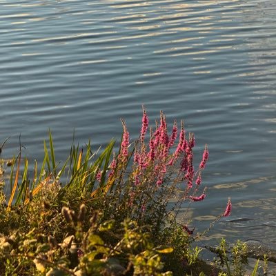 tahakhandothis's profile picture. احب الصالحين ولست منهم