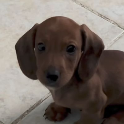 Choixxxama's profile picture. 