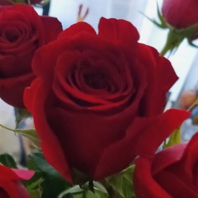 irredenta's profile picture. 